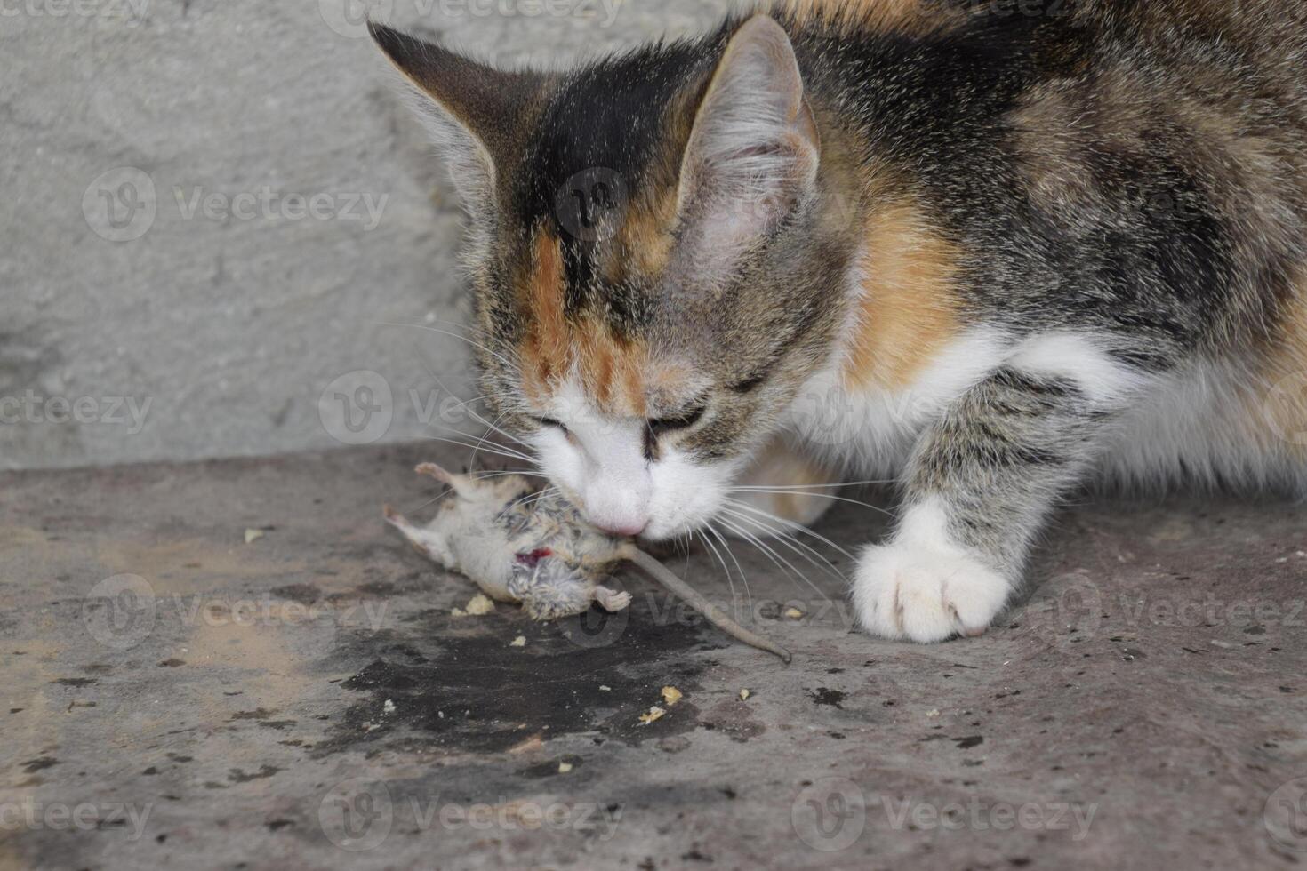 The cat caught the mouse. The cat eats the caught mouse. Home Hunter photo