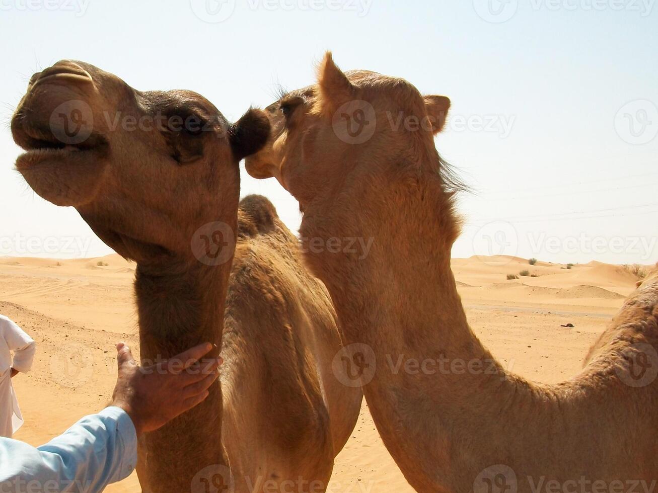 Camels in the desert photo