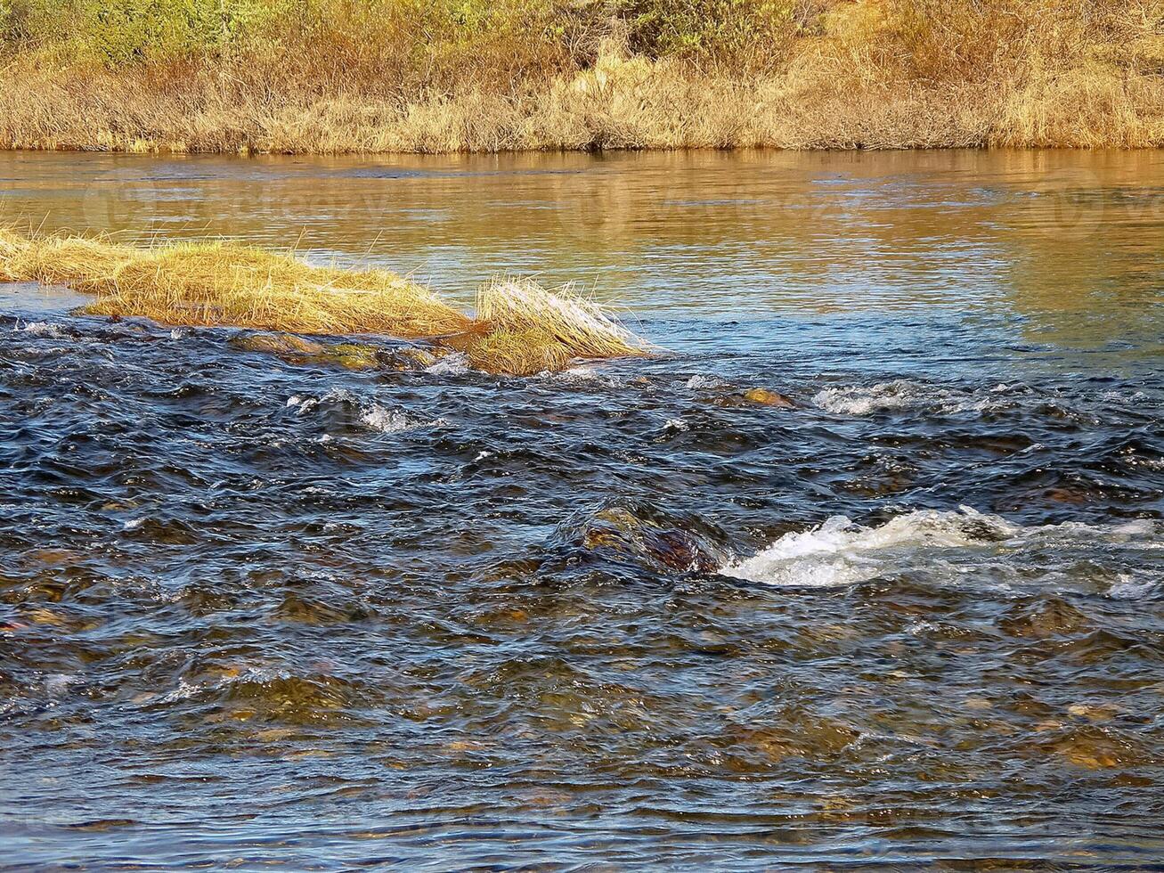 River landscape. Northern reindeer in summer forest. The sky, gr photo