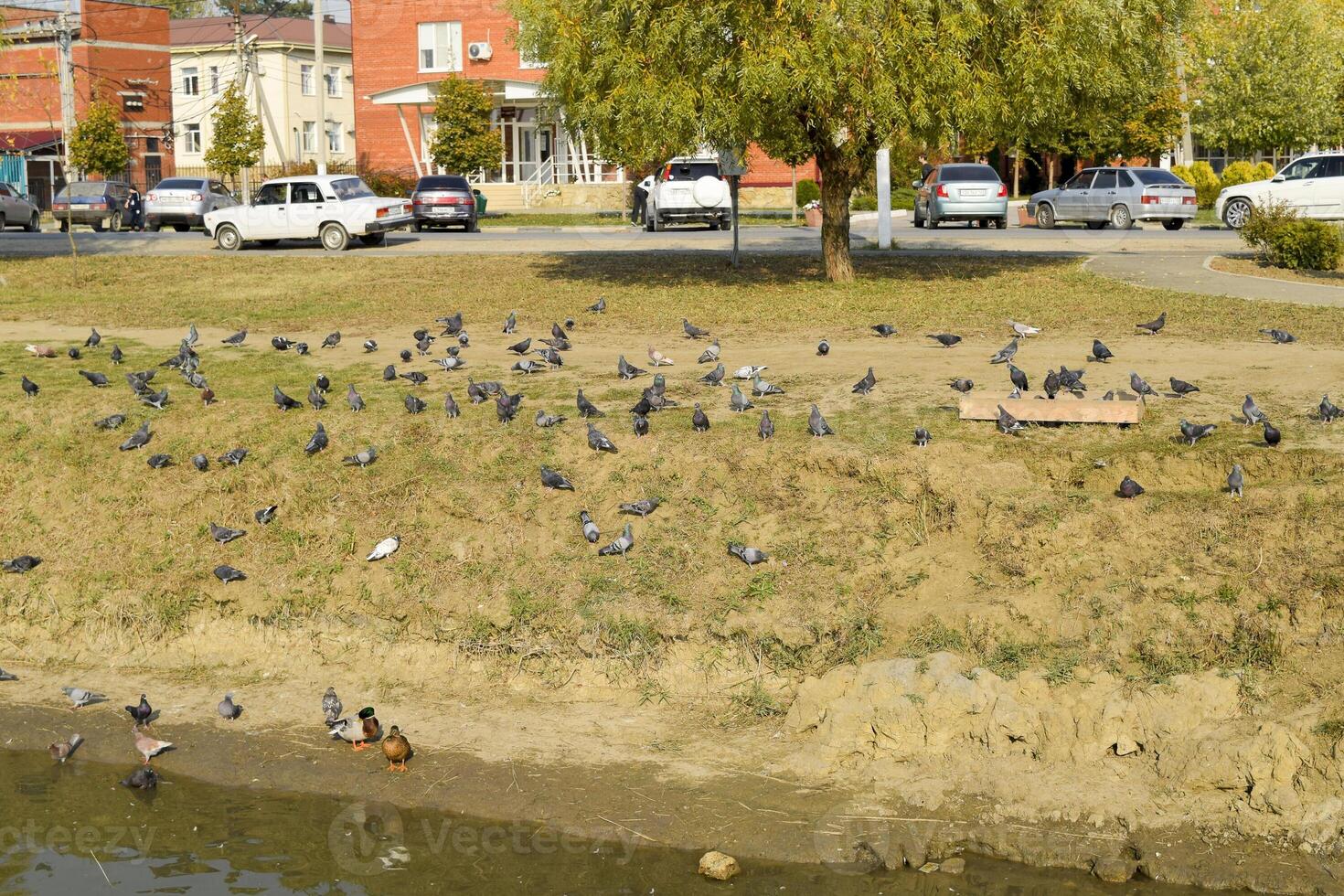 Pigeons on the shore of the lake. Pigeons, accustomed to being fed by passers-by, are waiting for food photo