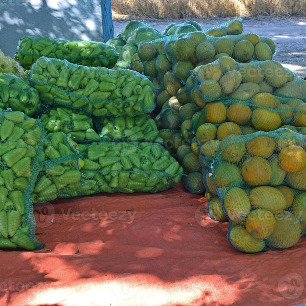 Collect corncobs watermelons and bagging photo