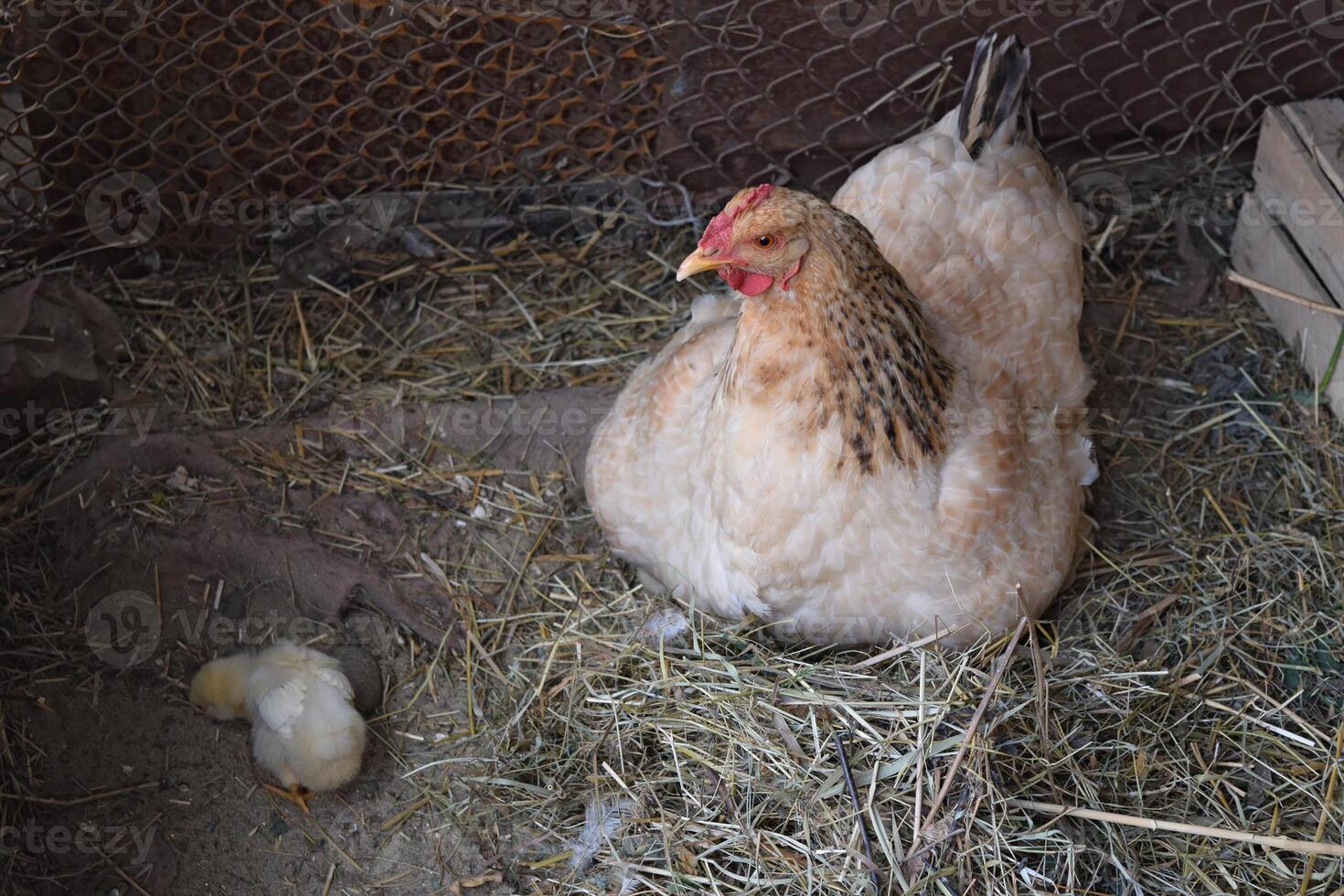 pollo madre con pollos foto