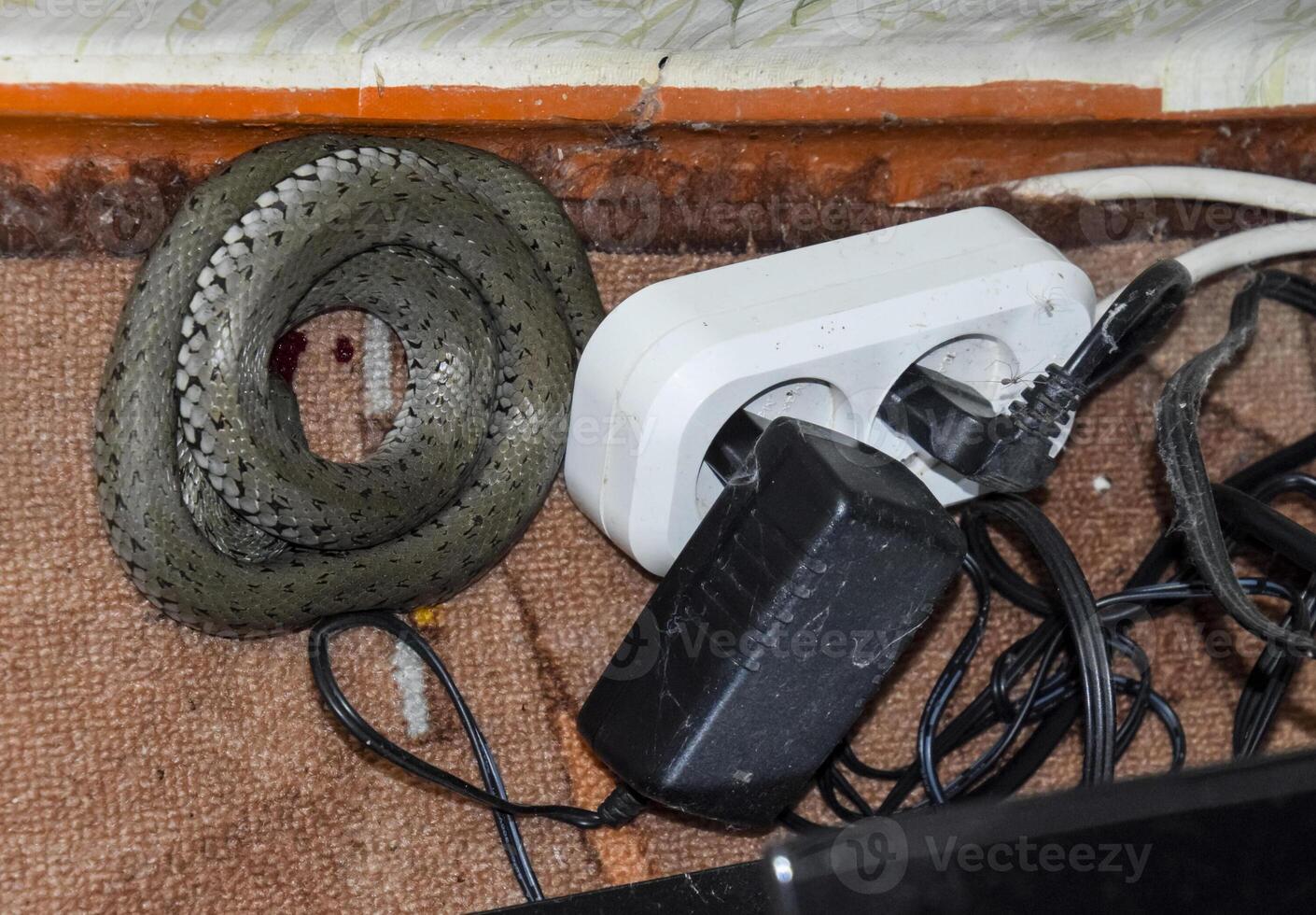 He crawled into the house and hid in the wires. The snake is in the socket in the wires. photo