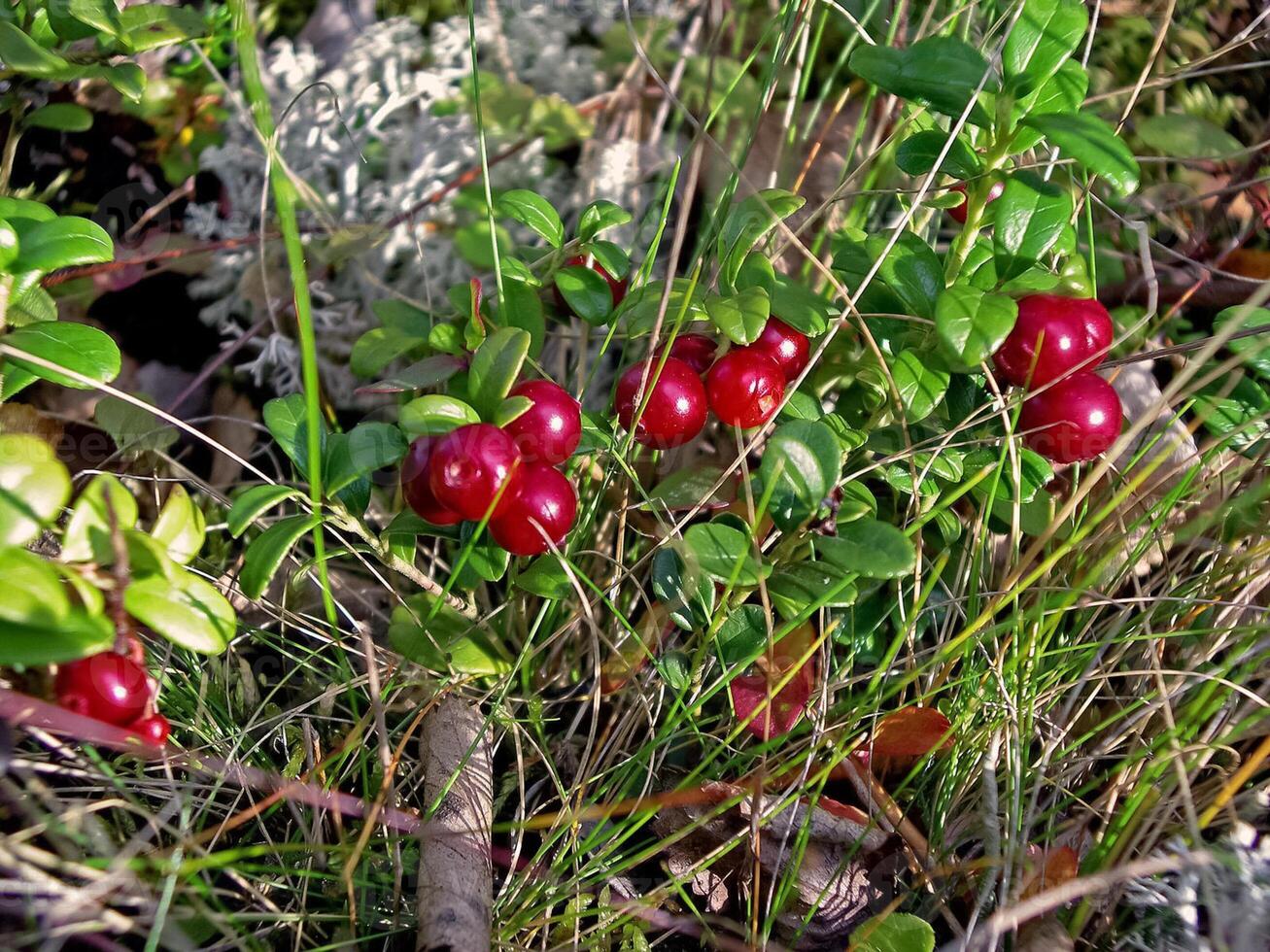 Red berries of red bilberry on bushes. Berries in the tundra. photo