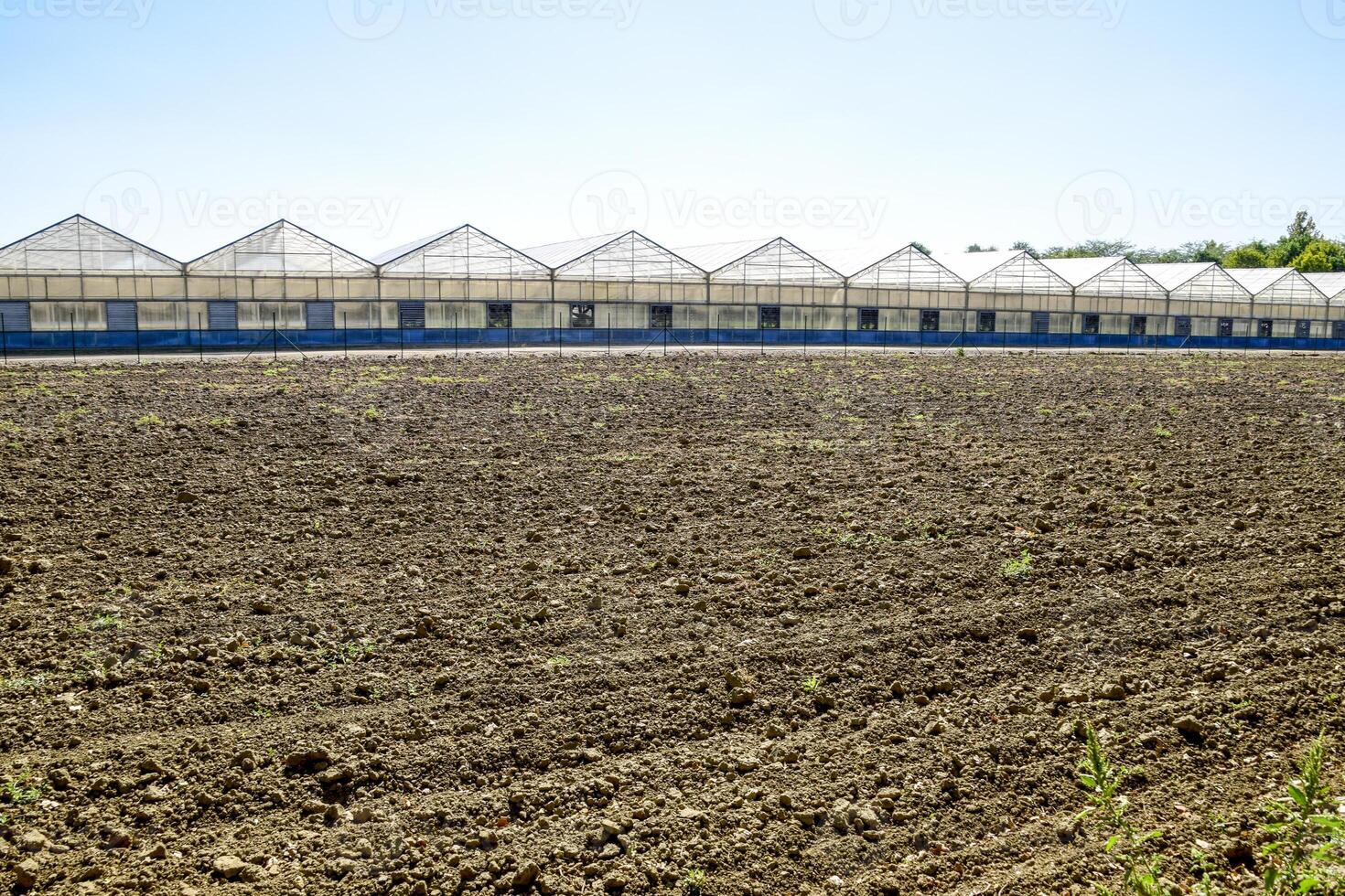 Polycarbonate greenhouses. Greenhouse complex. Greenhouses for growing vegetables under the closed ground photo