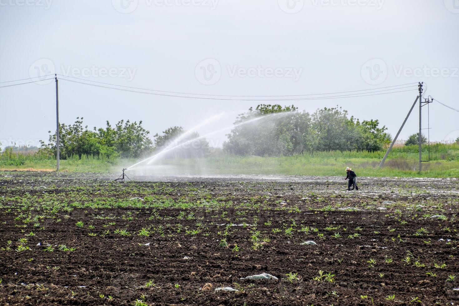 Irrigation system in field of melons. Watering the fields. Sprinkler photo