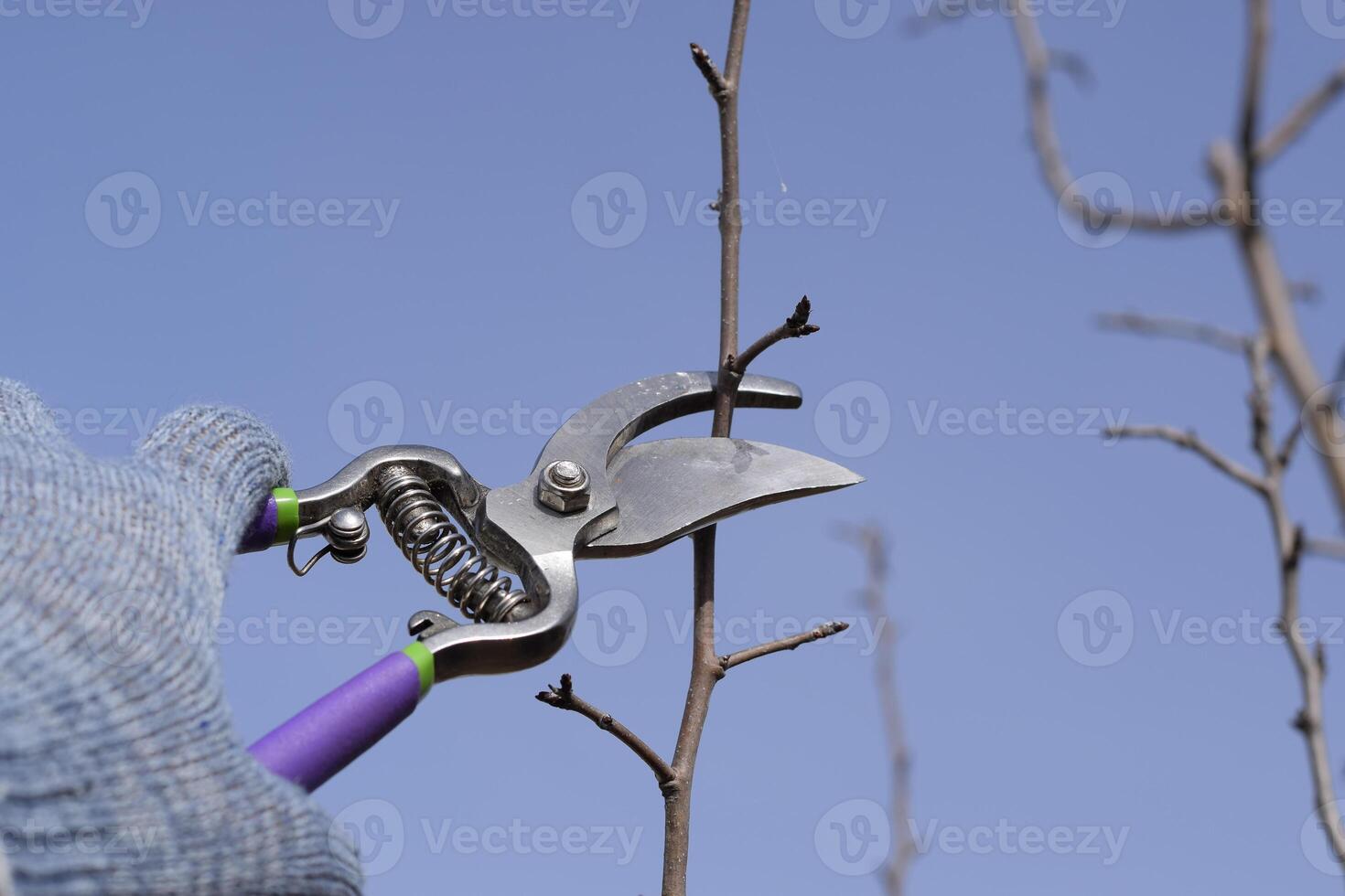 Pruning pear branches pruners. photo