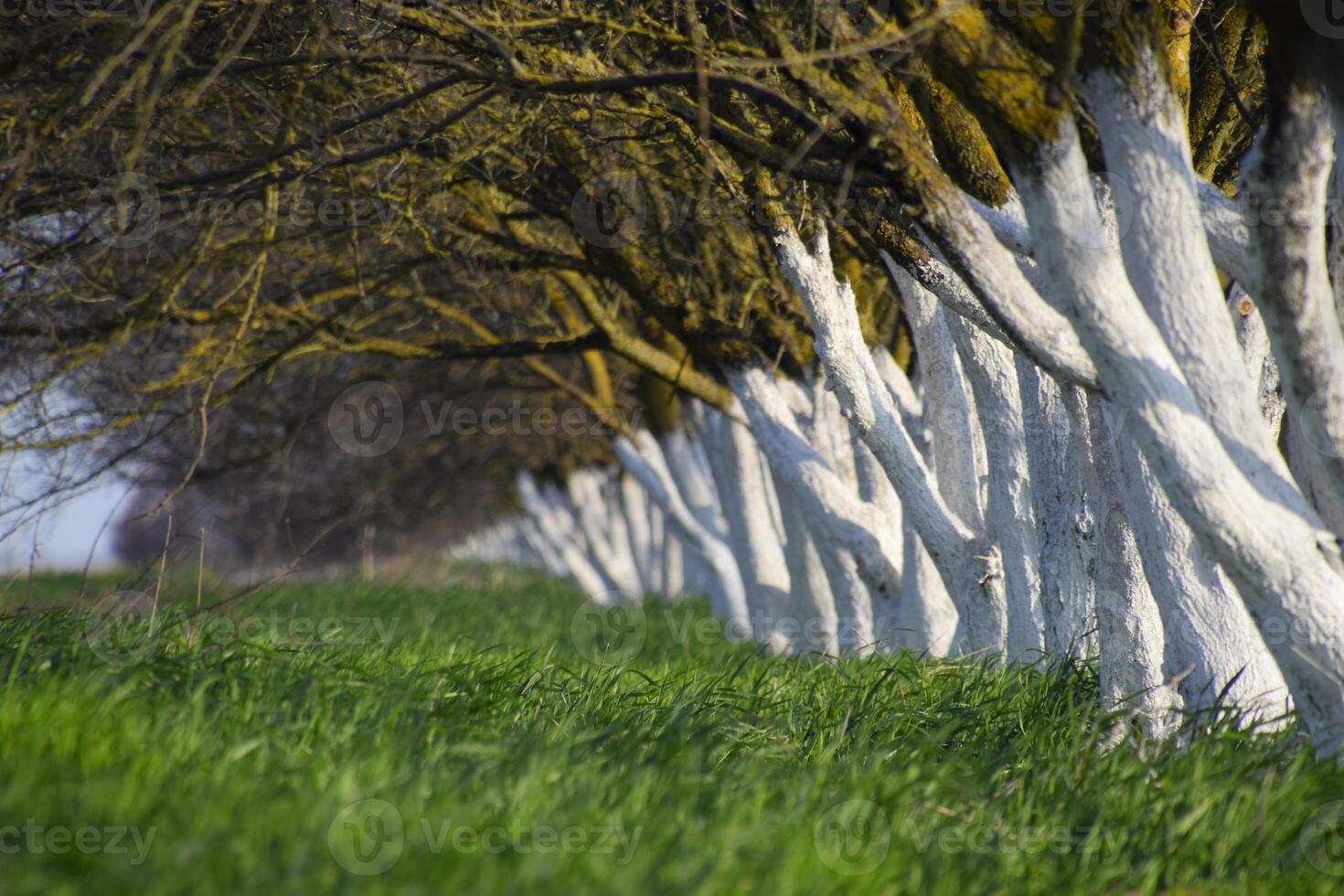 Whitewashed tree trunks along the road. Apricots along route with a green meadow and whitewashed boles. photo