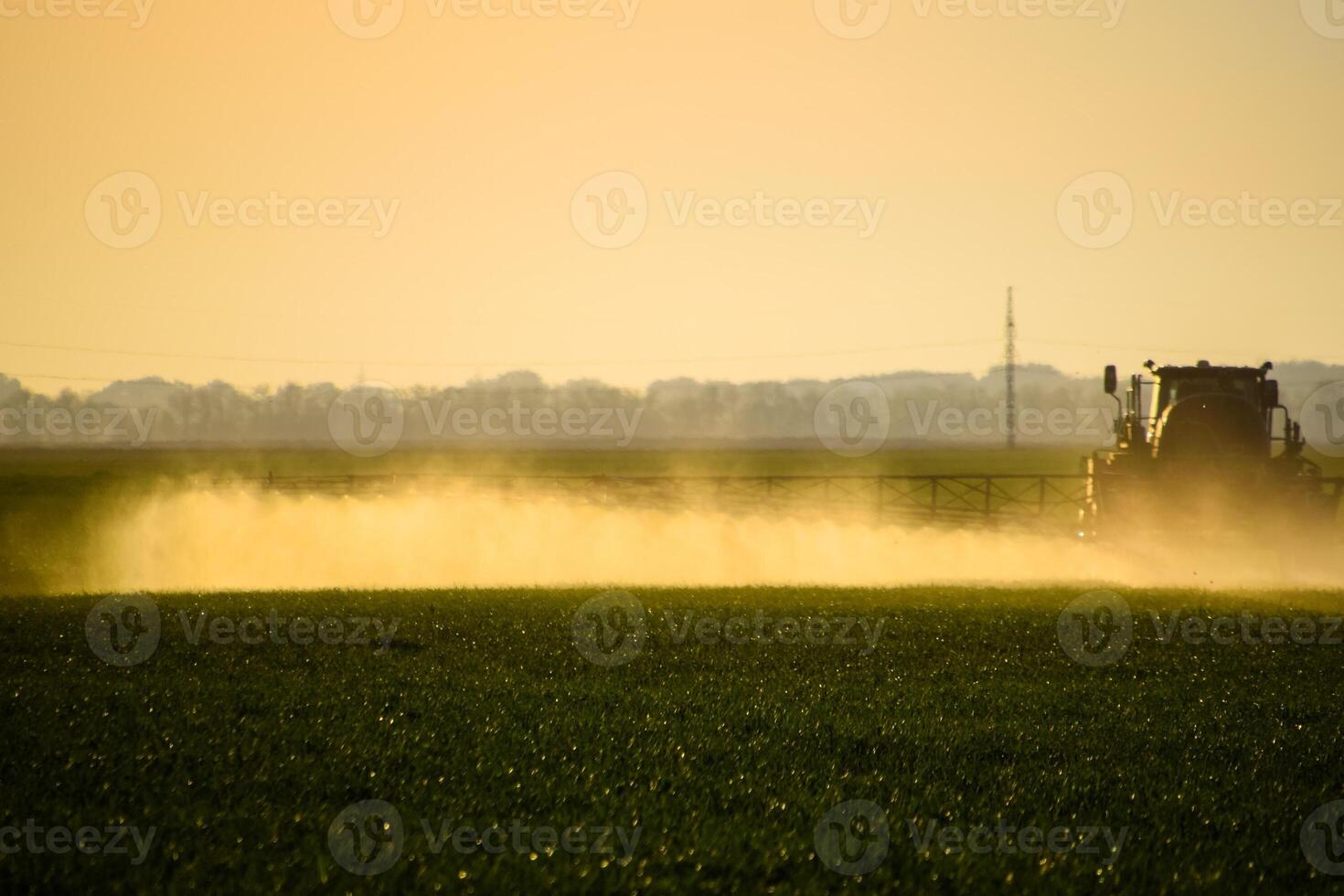 tractor with the help of a sprayer sprays liquid fertilizers on young wheat in the field. photo