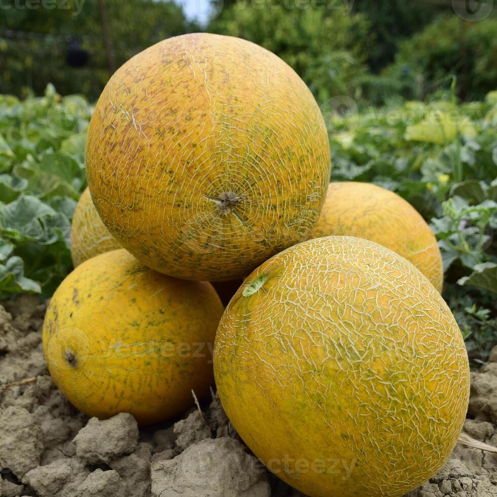 Melons, plucked from the garden, lay together on the ground photo