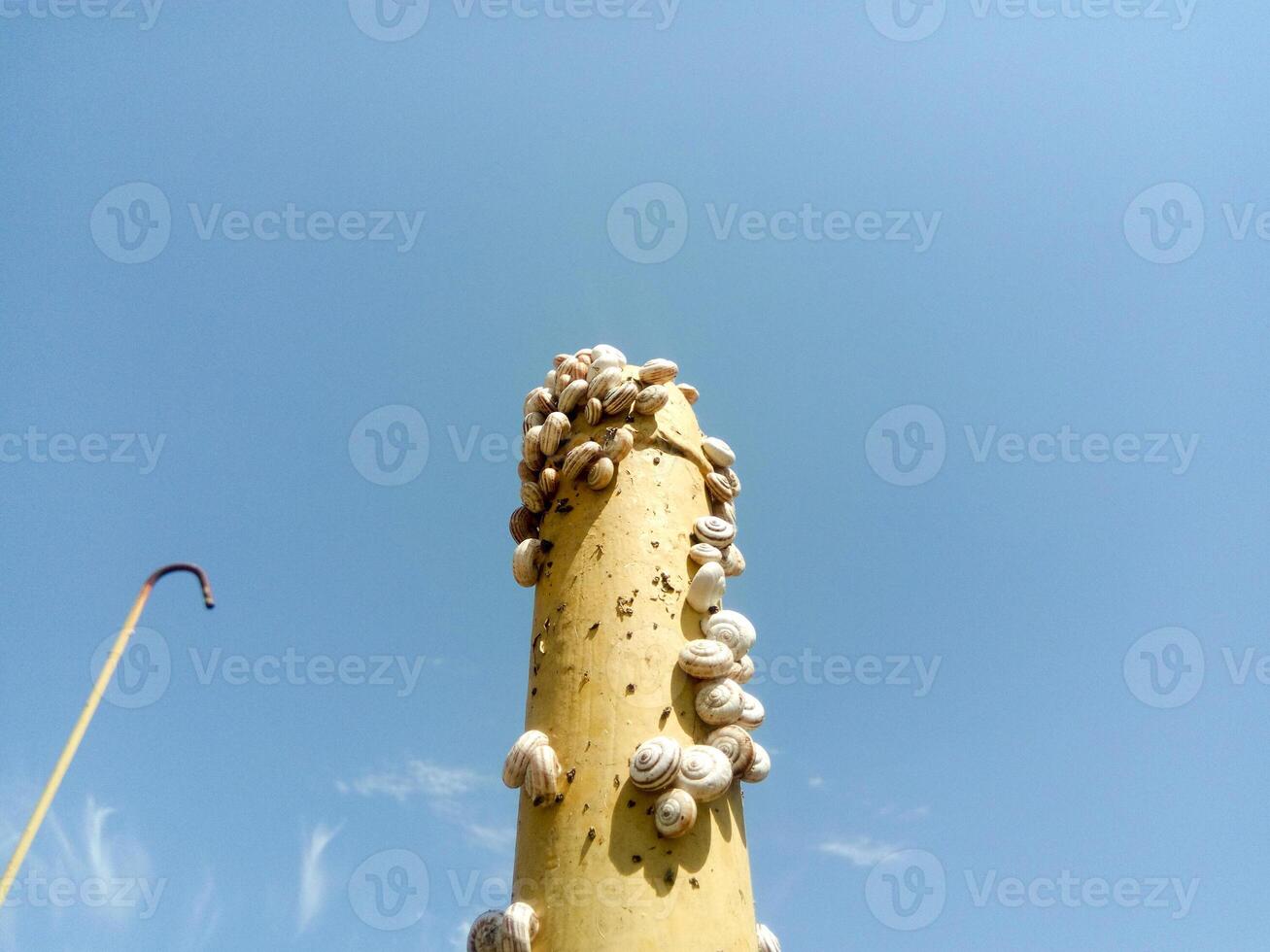 colony of snails on an iron gas pipe. Snails bask in the sun. Mating of snails. photo