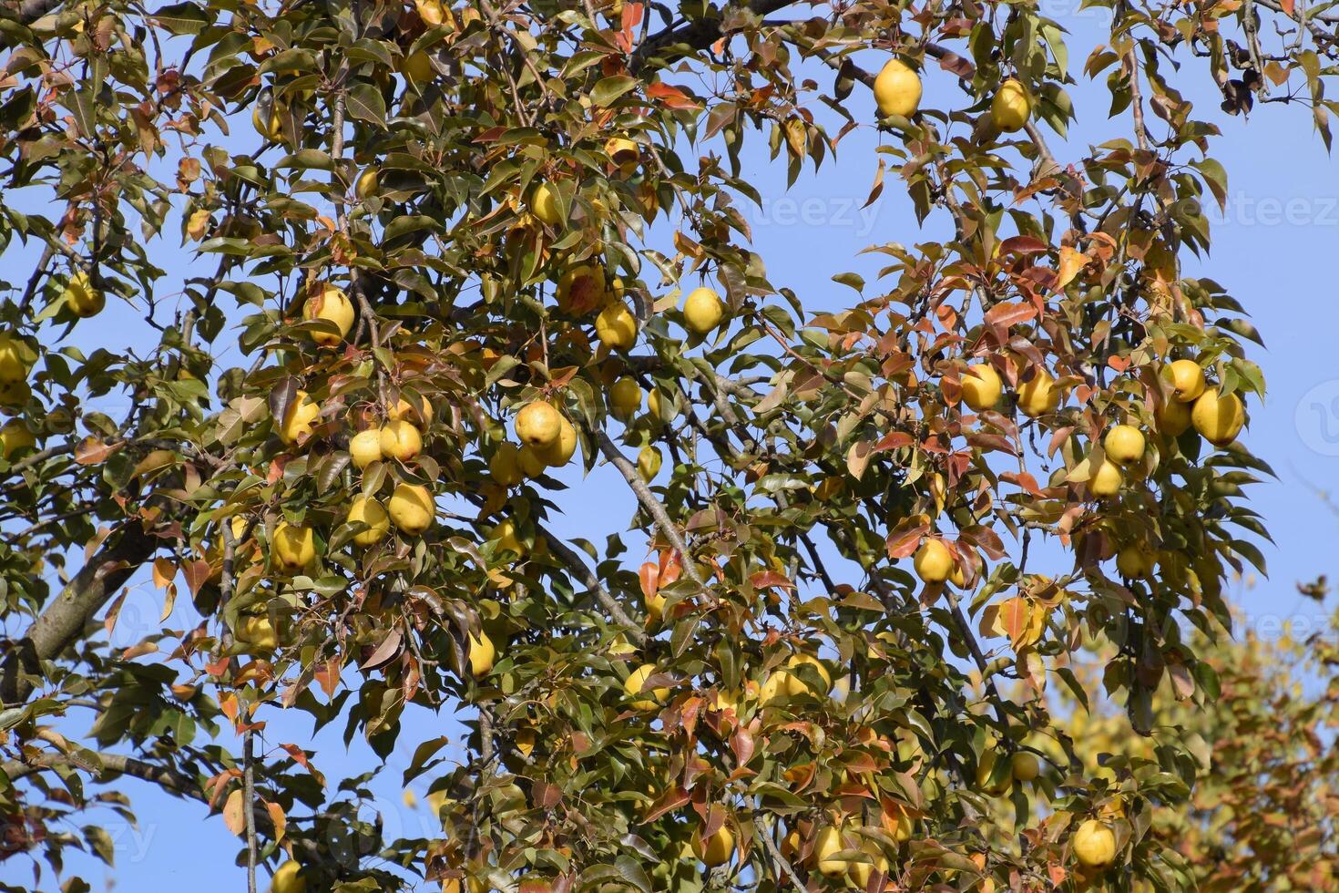 Ripe pears hang on branches of a tree. Late autumn in the garden, late varieties of pears. photo