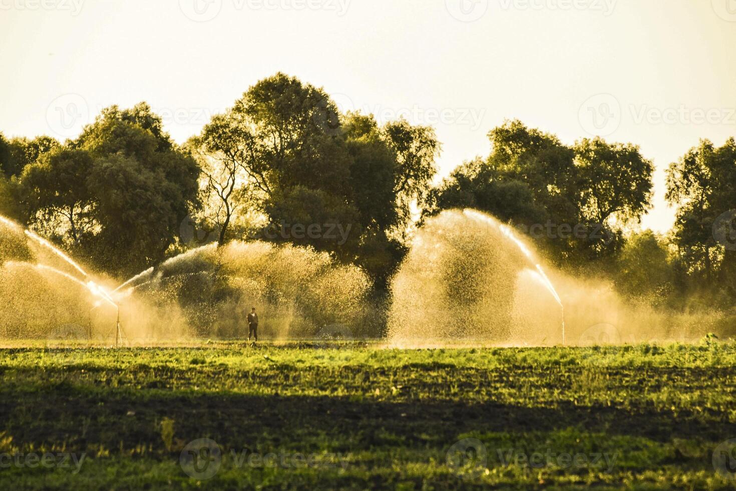 Irrigation system in field of melons. Watering the fields. Sprin photo