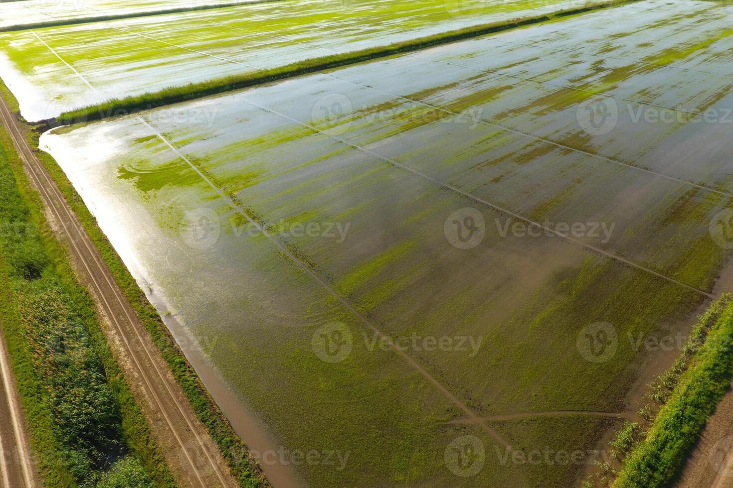 The rice fields are flooded with water. Flooded rice paddies. Agronomic methods of growing rice in the fields. photo
