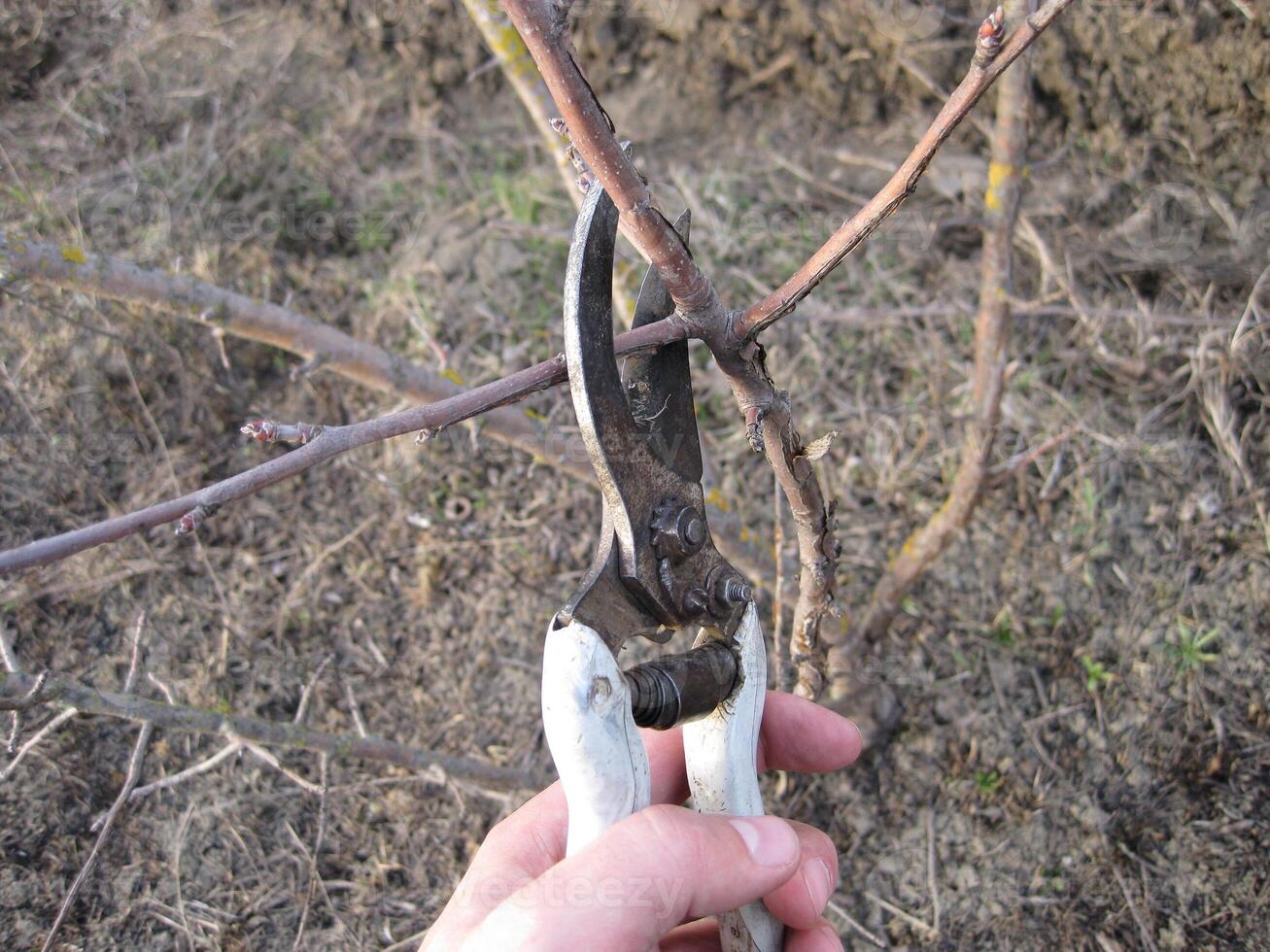 Pruning shears trees photo