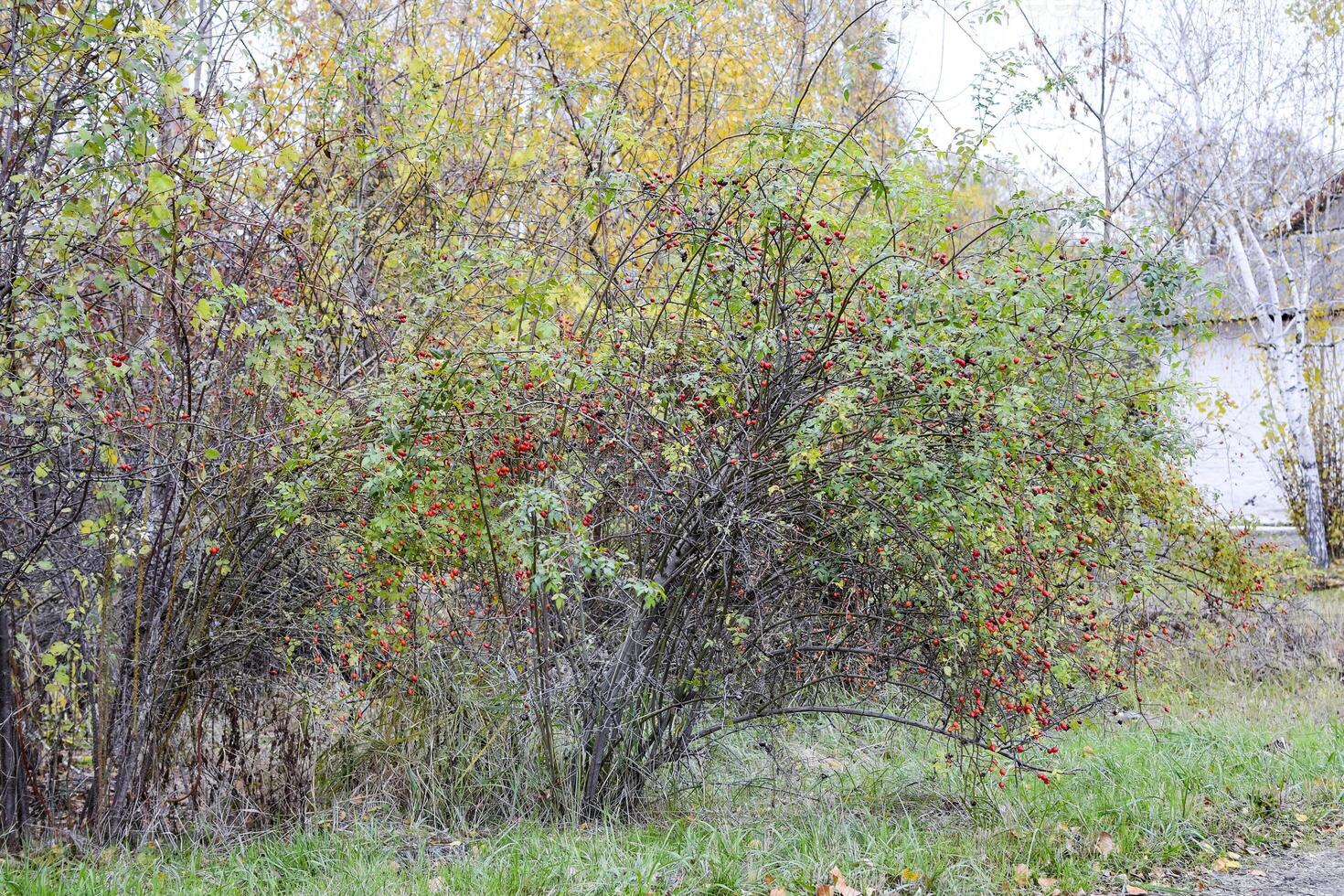 Hips bush with ripe berries. Berries of a dogrose on a bush. Fruits of wild roses. Thorny dogrose. Red rose hips. photo