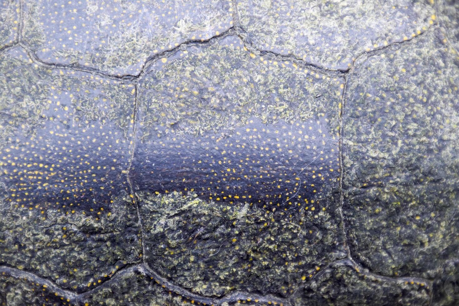 Background texture of tortoise shell. Turtle shell. photo