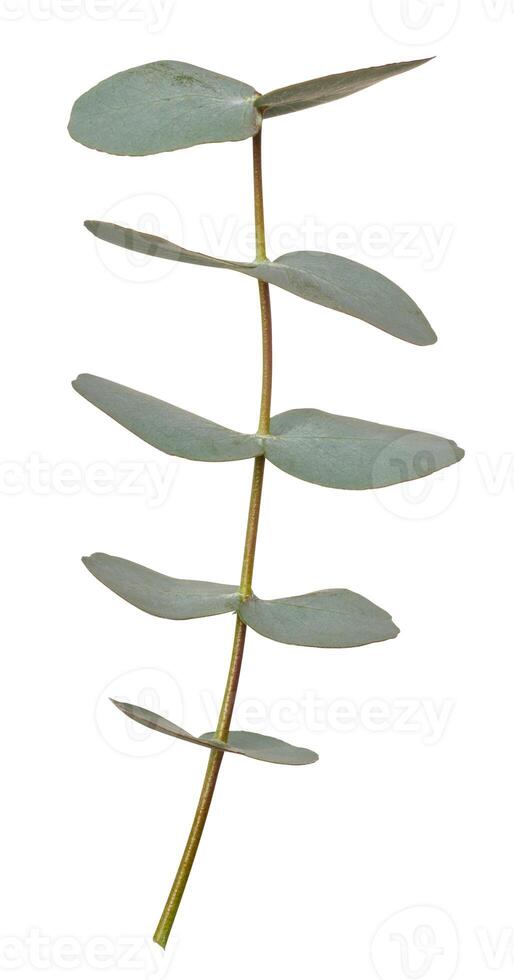 Eucalyptus branch with green leaves on isolated background photo