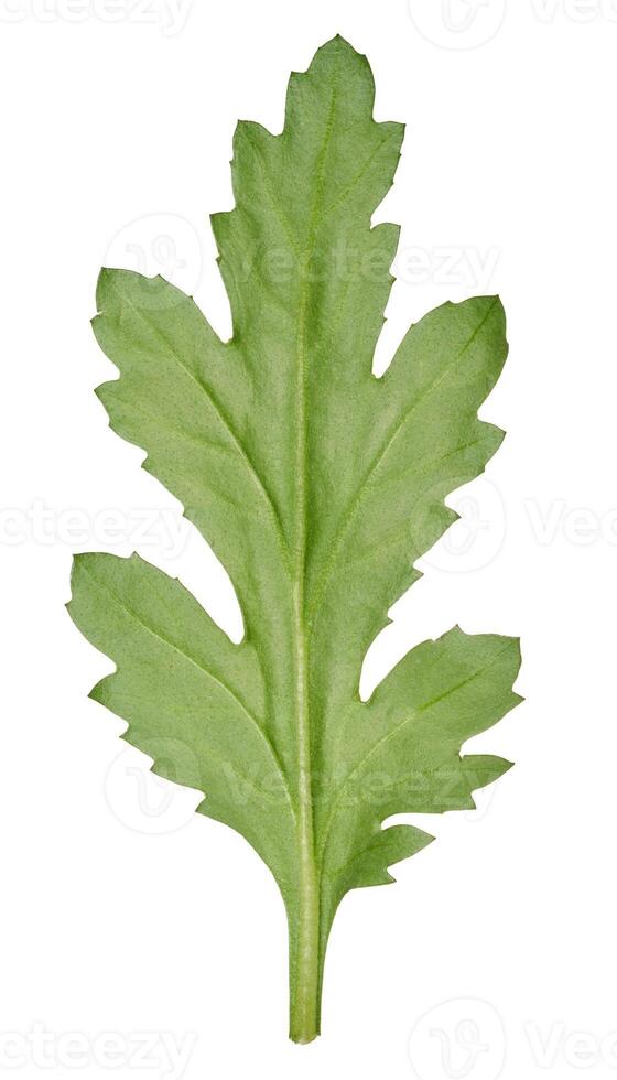 Green leaf of chrysanthemum flower on isolated background photo