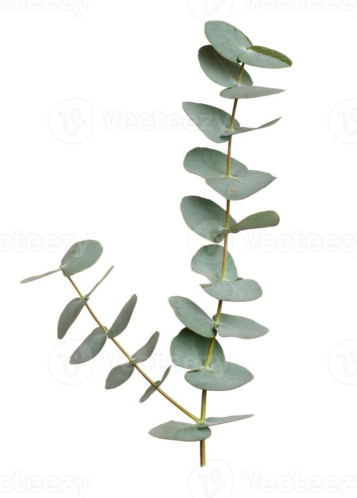 Eucalyptus branch with green leaves on isolated background photo