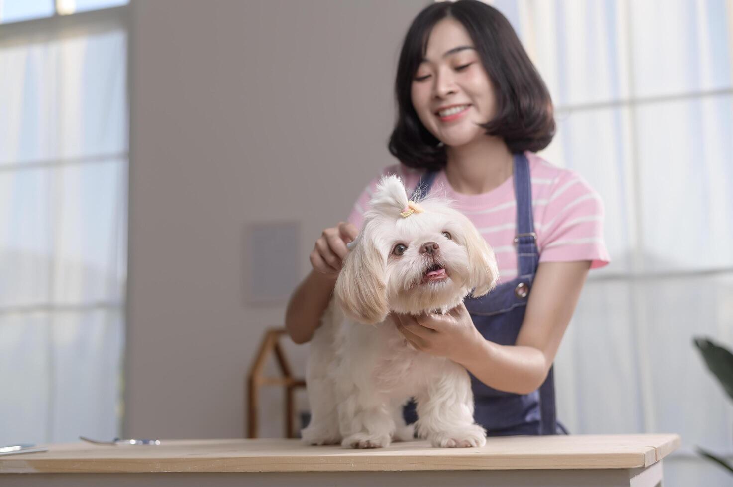 Female professional groomer trimming haircut and combing dog fur at pet spa grooming salon photo