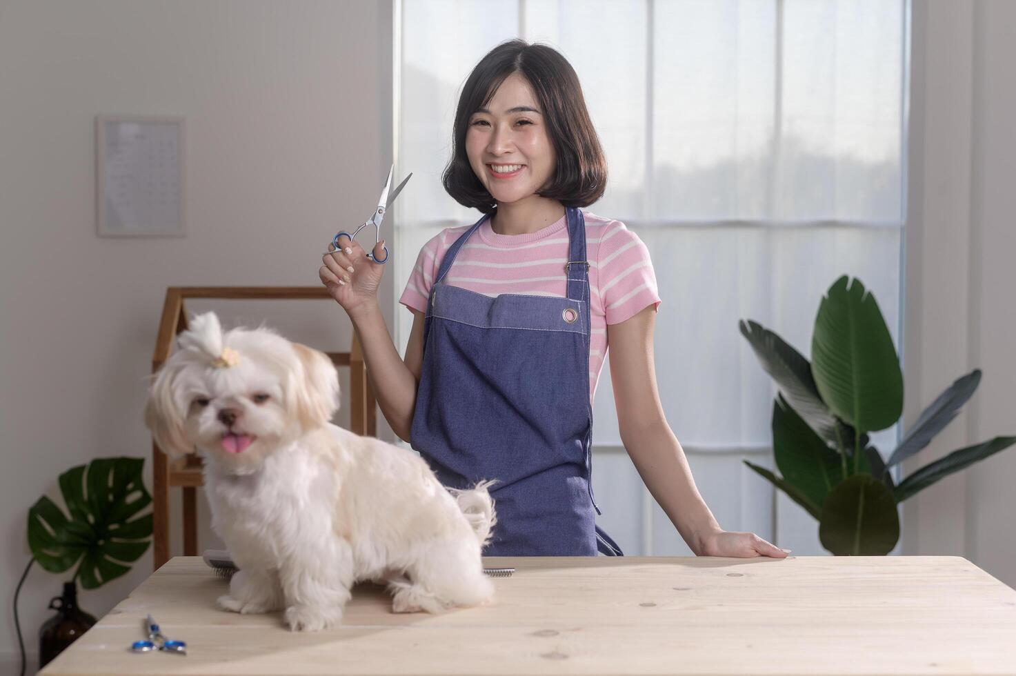 Female professional groomer trimming haircut and combing dog fur at pet spa grooming salon photo