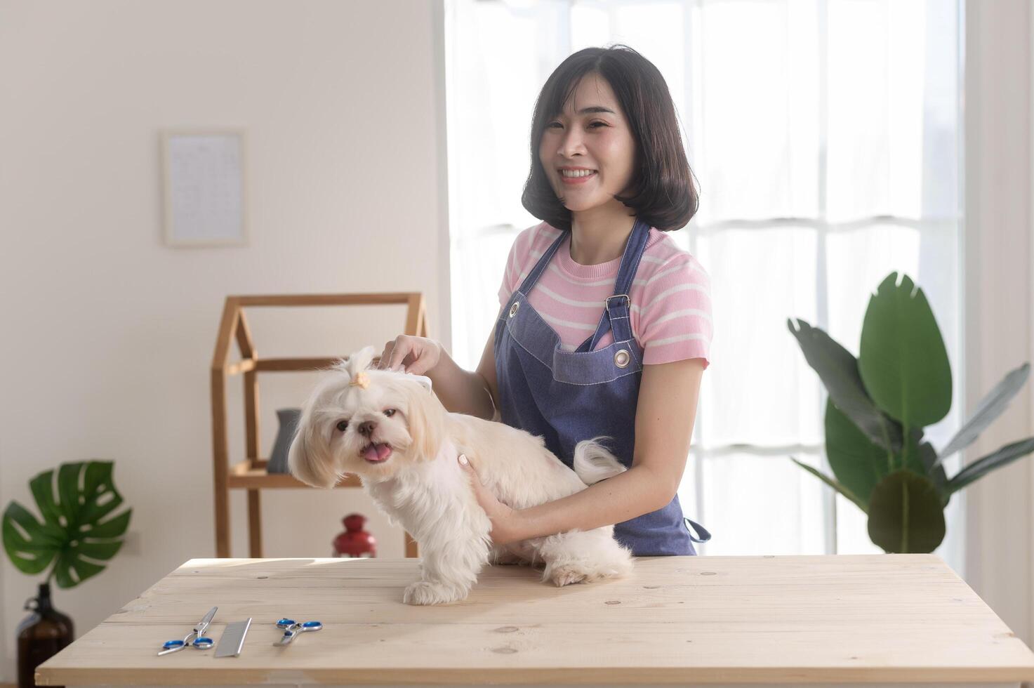 Female professional groomer trimming haircut and combing dog fur at pet spa grooming salon photo