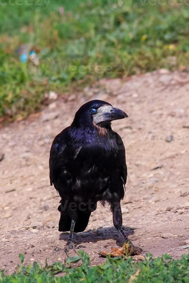 Black crow standing and eat offals. Crane is eating something and watching. Predator bird portrait outdoor. High quality photo