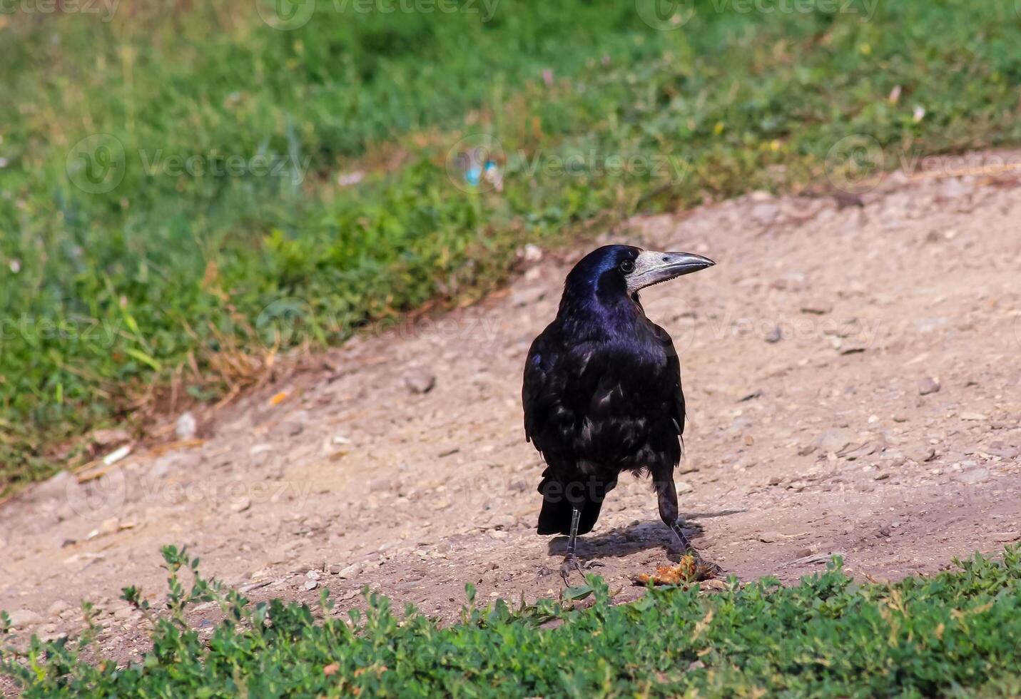 Black crow standing and eat offals. Crane is eating something and watching. Predator bird portrait outdoor. High quality photo