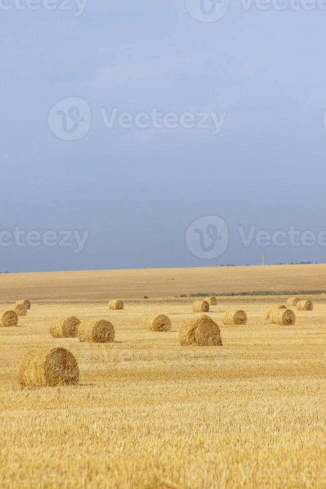 Haystacks in summer field harvesting background. Mid-simmer and autumn rural scene with hay bales and sky. . High quality photo
