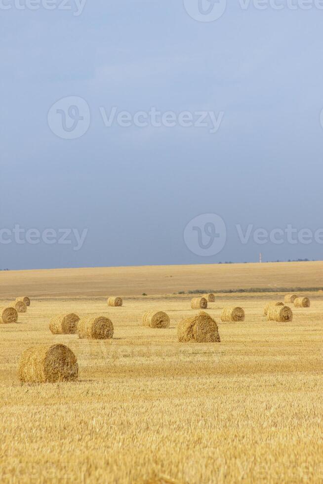 pajar en verano campo cosecha antecedentes. a fuego lento y otoño rural escena con heno fardos y cielo. . alto calidad foto