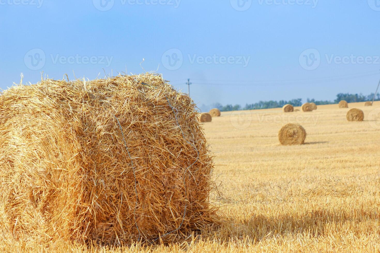 Haystacks in summer field harvesting background. Mid-simmer and autumn rural scene with hay bales and sky. . High quality photo