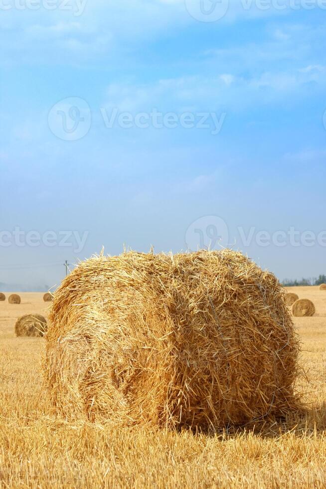 Haystacks in summer field harvesting background. Mid-simmer and autumn rural scene with hay bales and sky. . High quality photo