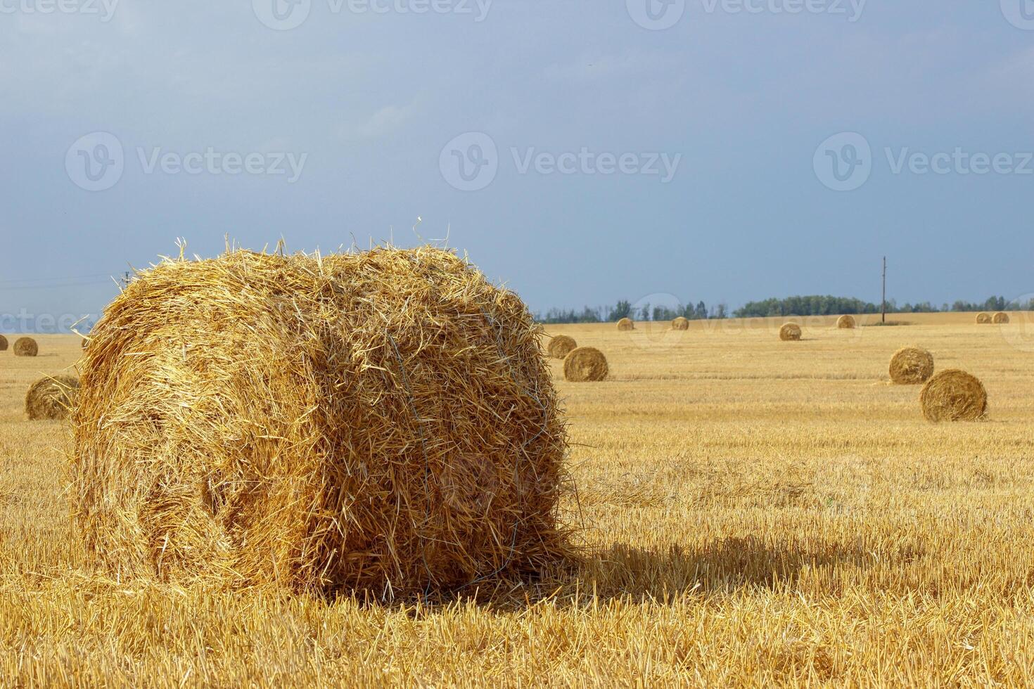 Haystacks in summer field harvesting background. Mid-simmer and autumn rural scene with hay bales and sky. . High quality photo