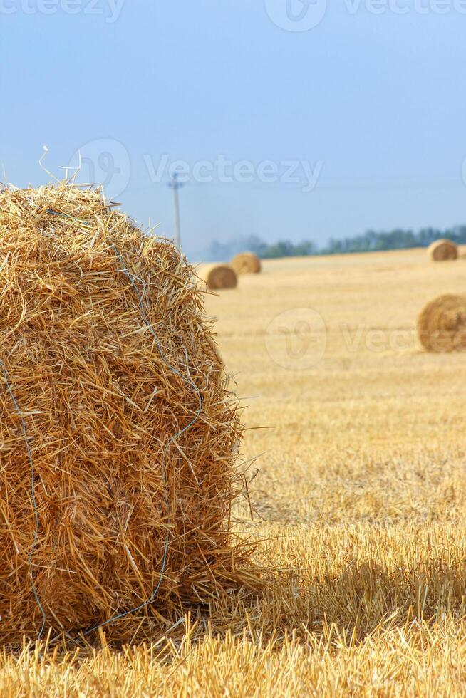 Haystacks in summer field harvesting background. Mid-simmer and autumn rural scene with hay bales and sky. . High quality photo