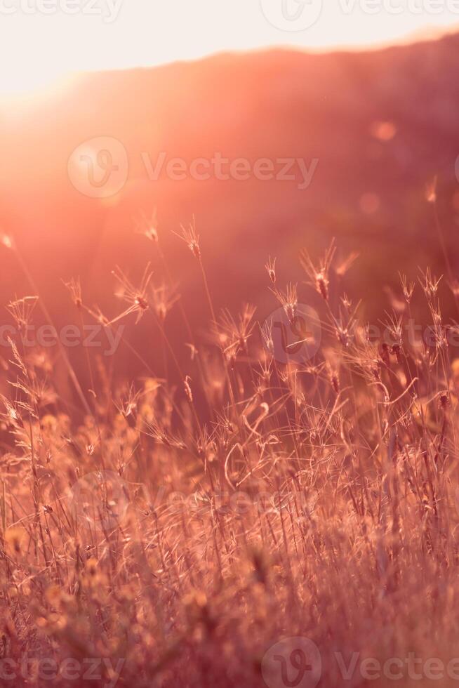 Evening summer meadow and sunlight. Light flares and wild herbs moody nature background. Bokeh selective focus image . High quality photo