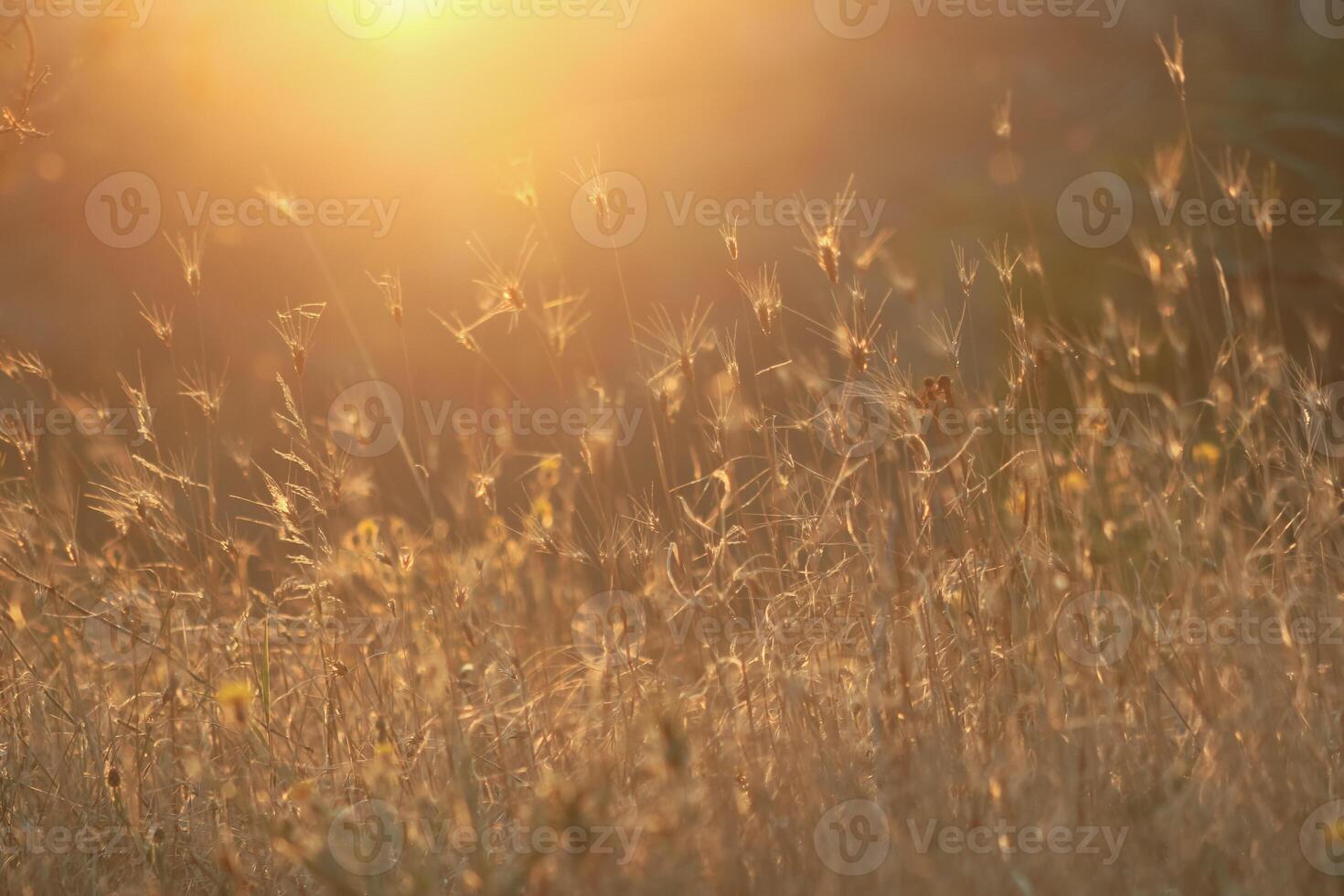 Evening summer meadow and sunlight. Light flares and wild herbs moody nature background. Bokeh selective focus image . High quality photo