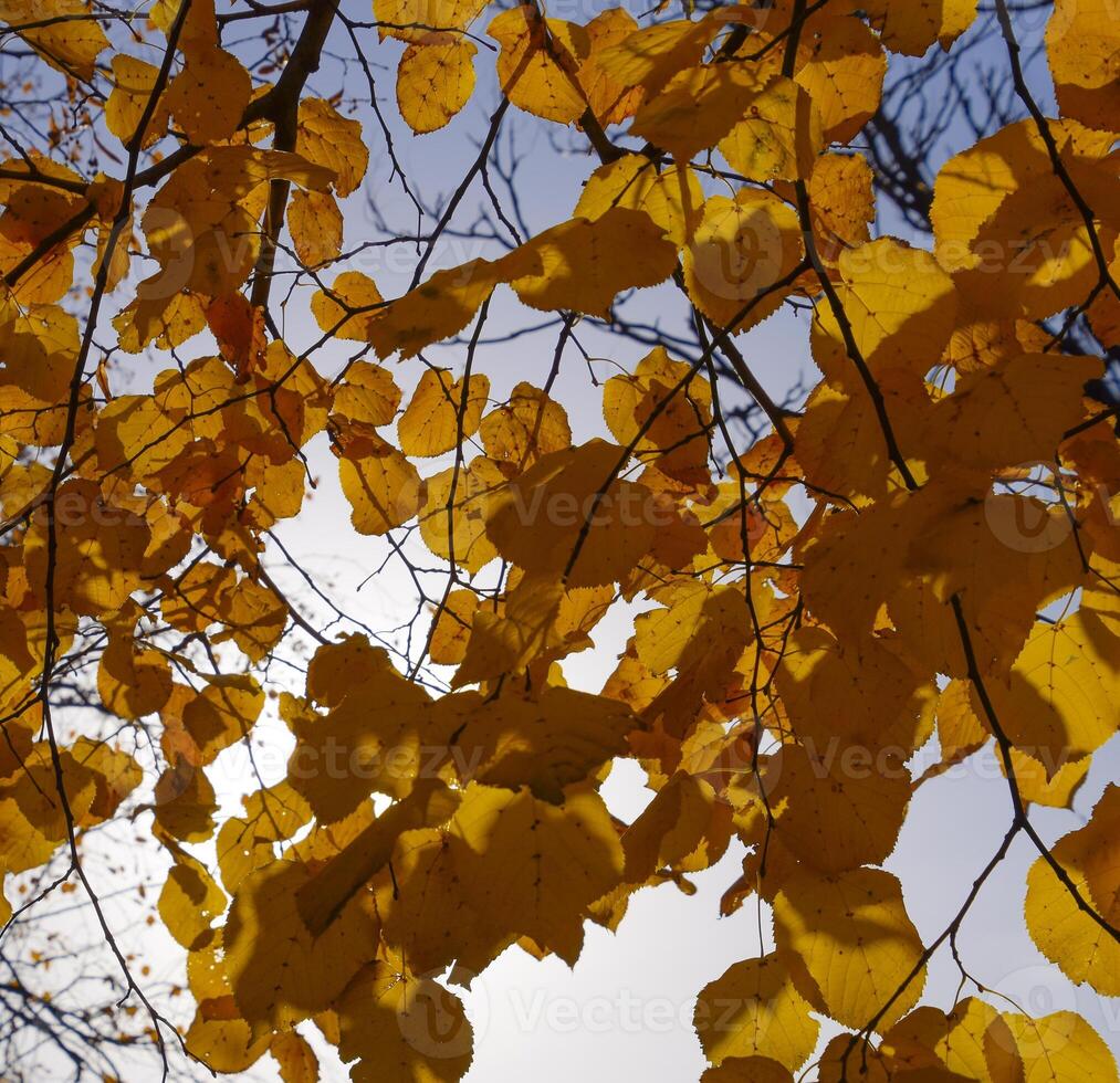 Yellow leaves of linden against the sky and the backlight. Autumn background from leaves of a linden. Yellow autumn leaves photo