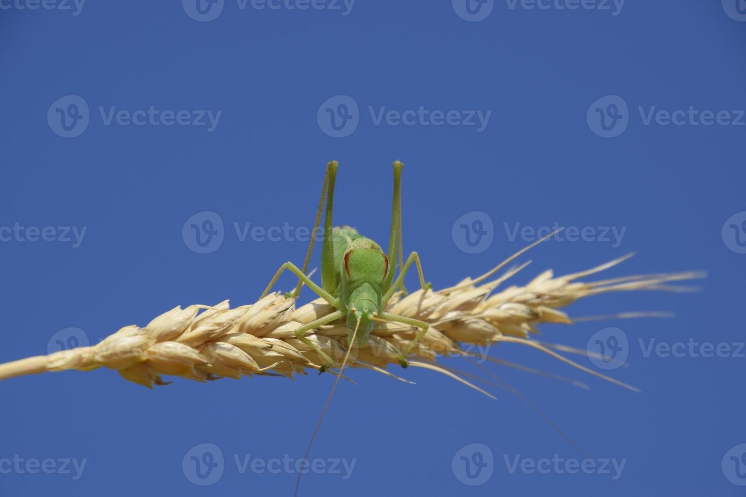 Isophya. Grasshopper is an isophy on a wheat spikelet. Isophya a photo