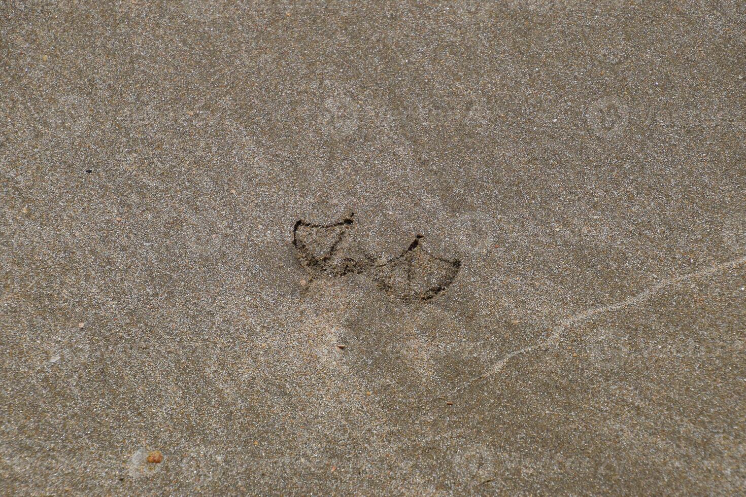 Traces of a seagull on the sand by the sea photo