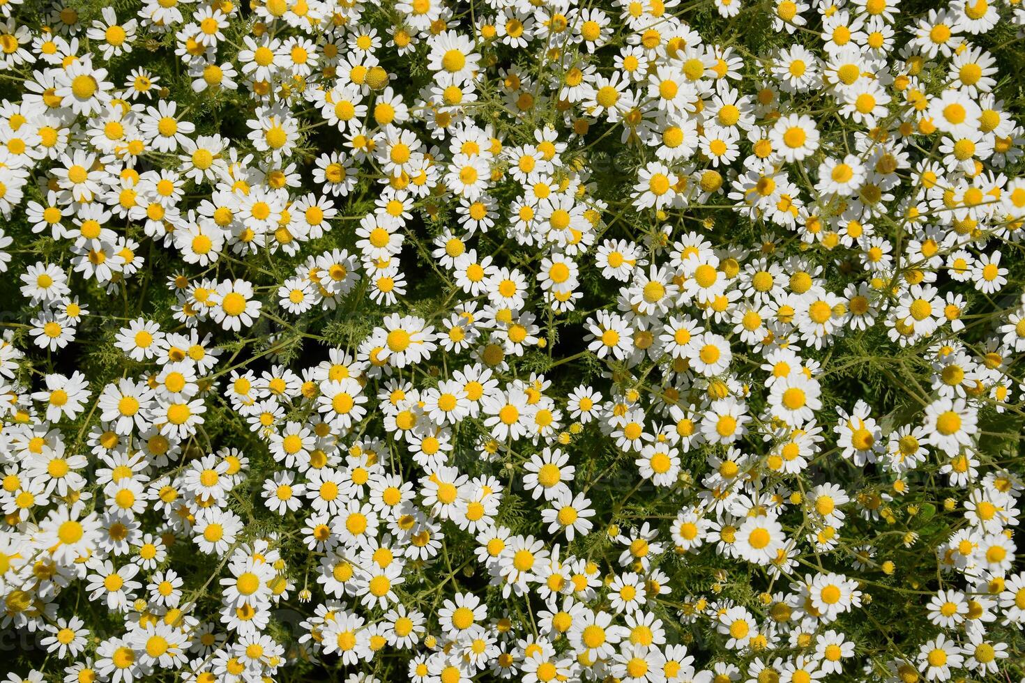 Chamomile flowers. Pharmaceutical camomile. Medicinal plant chamomile, flowering. photo