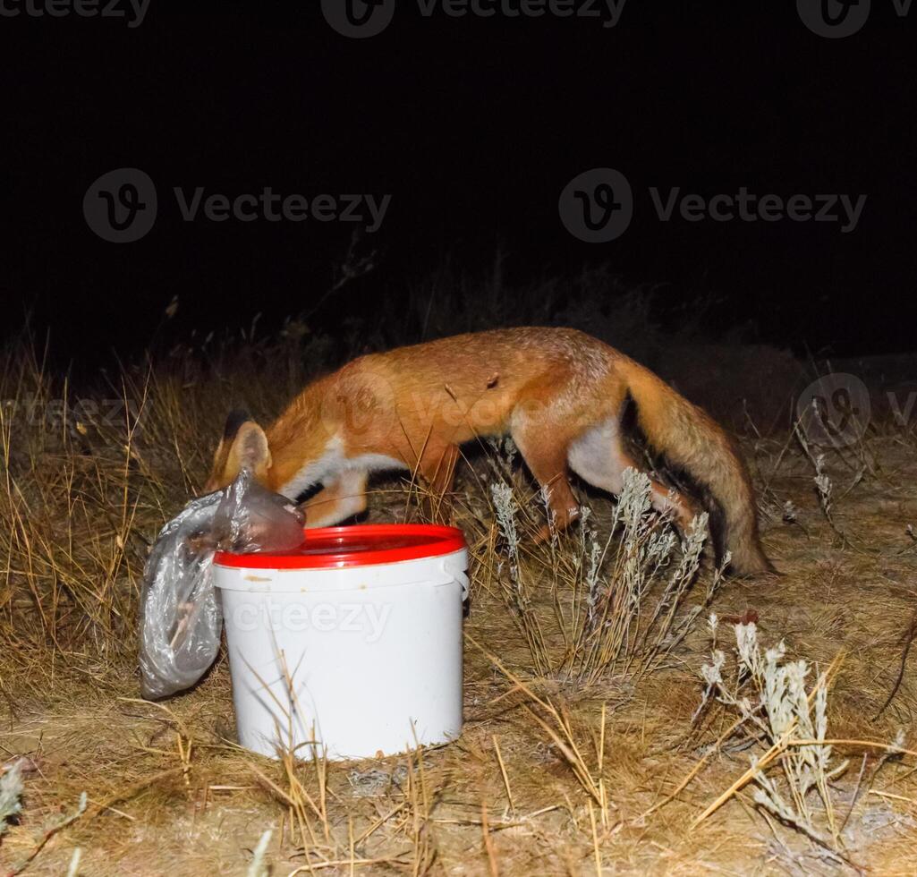 The fox at night is looking for food. The fox is next to a white photo