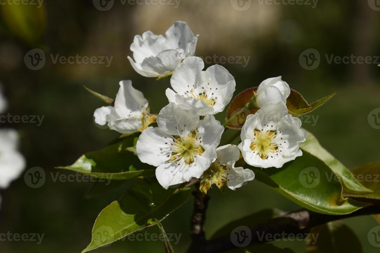 Blooming wild pear in the garden photo
