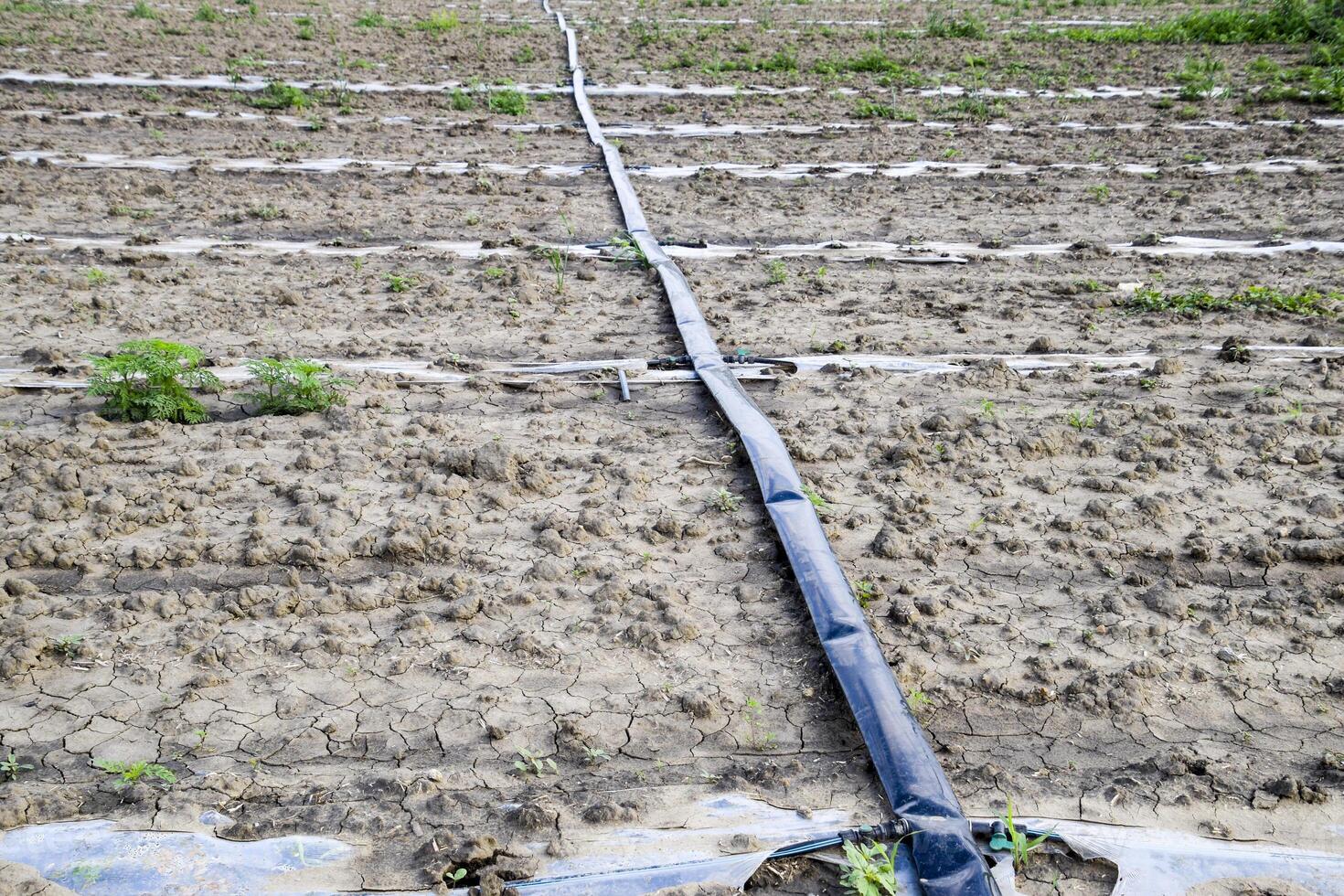 riego sistema en el campo de sandias y melones dispara de melones y sandías sembrado melón campo. foto