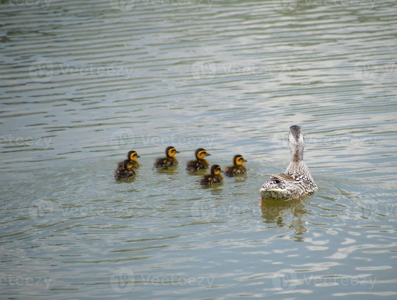 A duck with ducklings is swimming in a pond photo