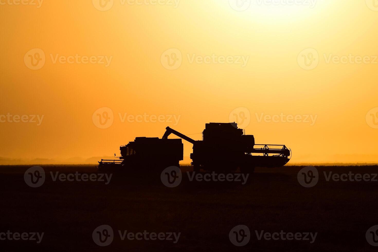 Harvesting by combines at sunset. photo