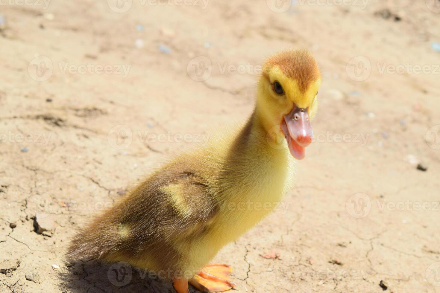 Ducklings of a musky duck photo