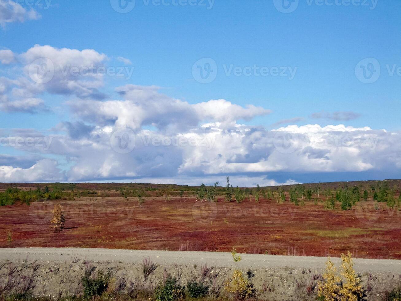 Forest tundra landscape in the summer. Taiga of Siberia. Yamal. photo