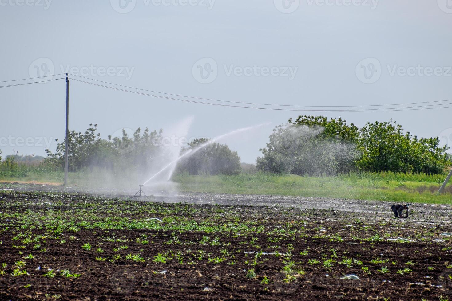 irrigación sistema en campo de melones riego el campos. aspersor foto