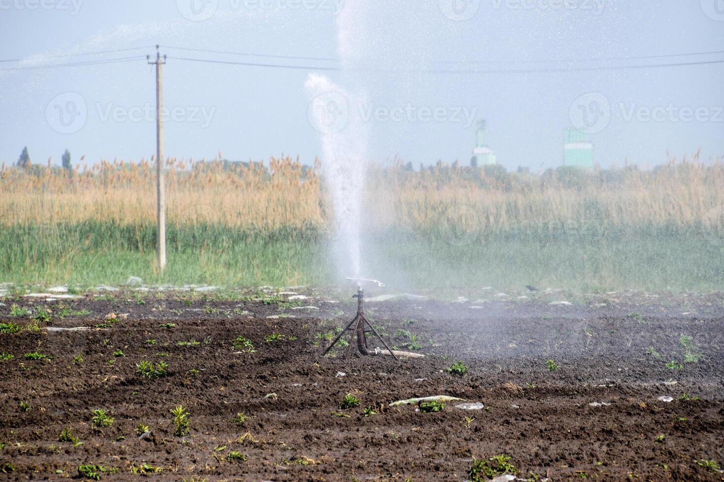 irrigación sistema en campo de melones riego el campos. aspersor foto